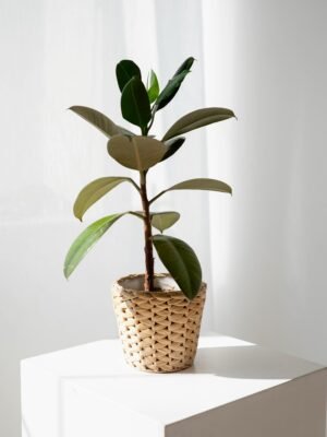 Luxury Tall Leaf Plant in Designer Pot