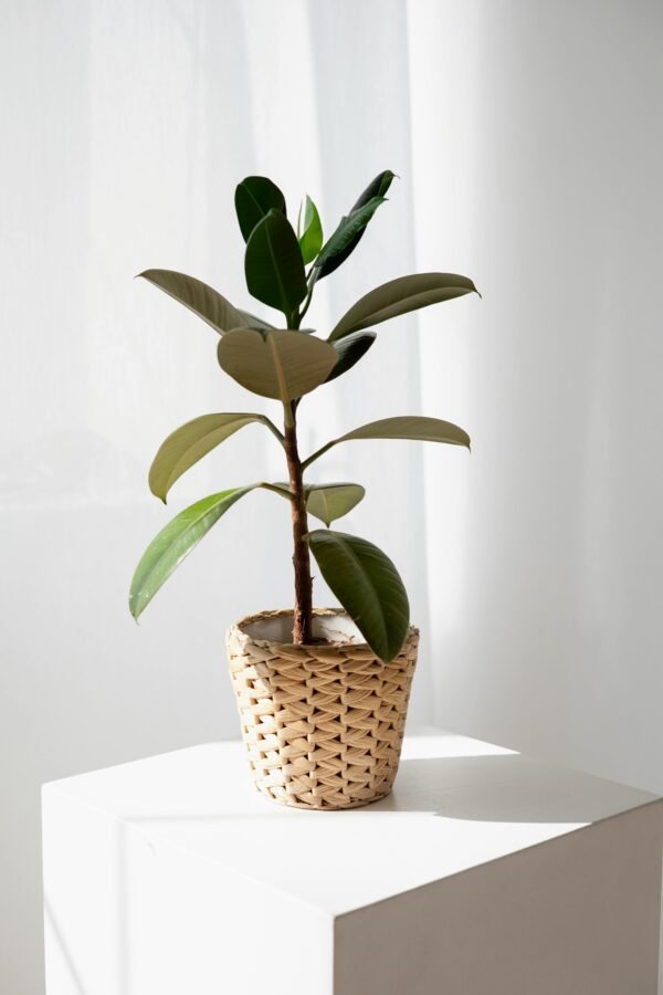 Luxury Tall Leaf Plant in Designer Pot