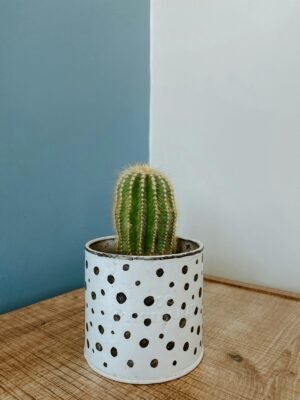 Modern Succulent in Matte Round Planter