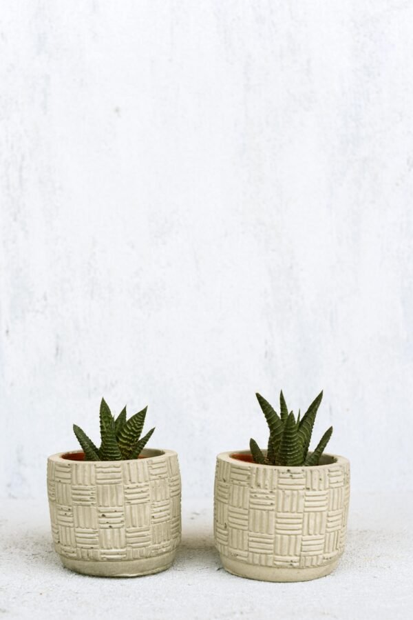 pexels-eliftekkaya-4653453 Minimal Ribbed Vase with Eucalyptus Stems