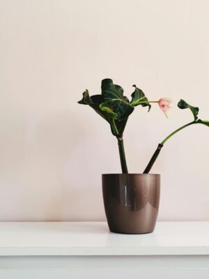 Glass Vase Floral Arrangement Decor