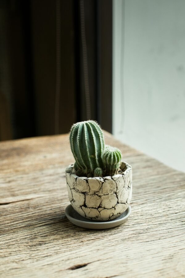pexels-myfoodie-2568458 Minimal Stoneware Cup Planter with Decorative Stems