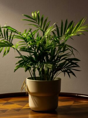 Modern Flowering Indoor Plant Pot